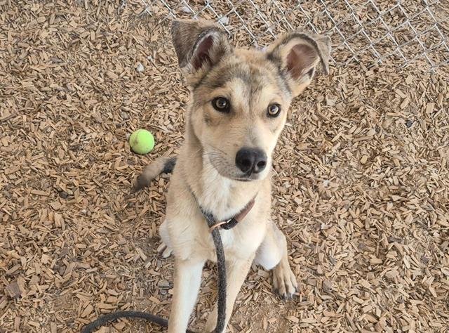 PEZ - Australian Kelpie available for adoption