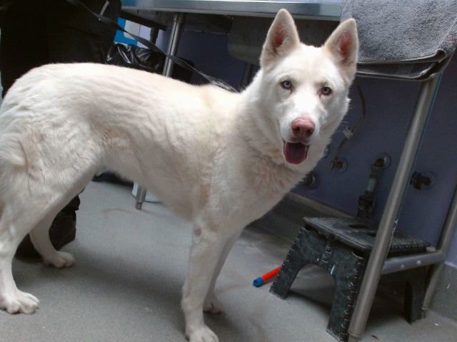 IVORY - Siberian Husky available for adoption