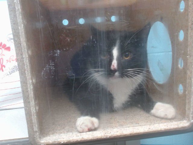 EBENEZER - Domestic Short Hair available for adoption