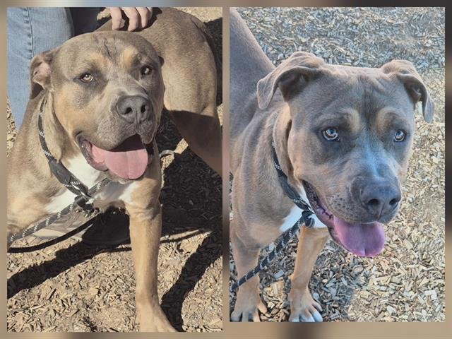 CAFE - Mastiff available for adoption