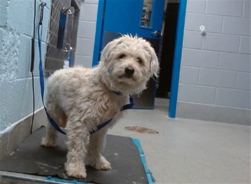 STITCH - Poodle (Miniature) available for adoption