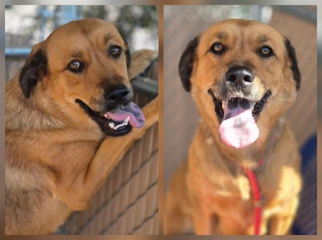 LOLIPOP - Golden Retriever available for adoption