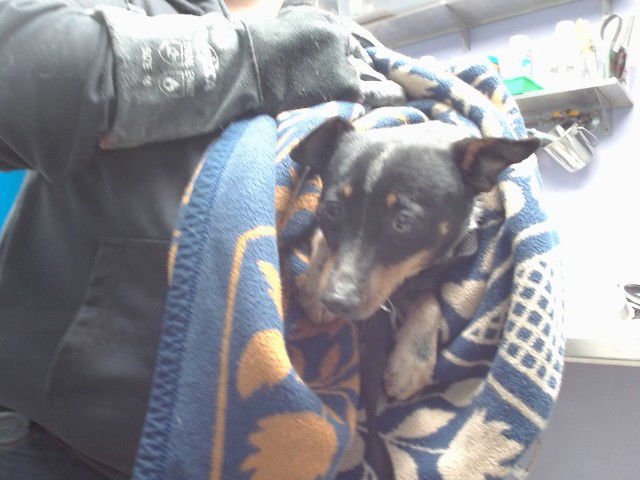 SHORTY - Australian Cattle Dog/Blue Heeler available for adoption