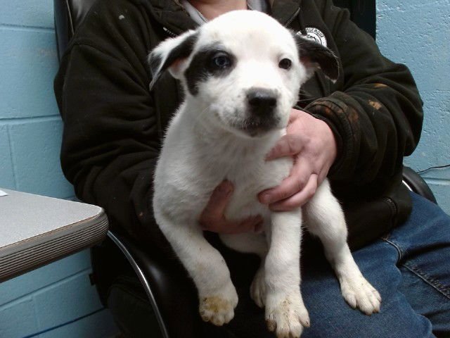 MARCUS - Pointer available for adoption