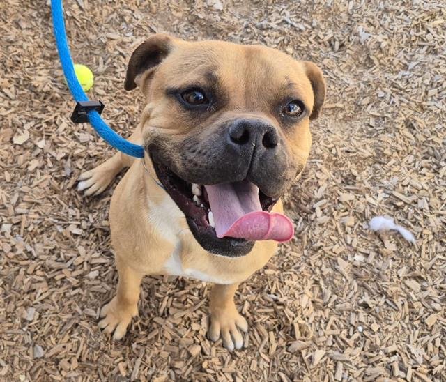 SKID - American Bulldog available for adoption