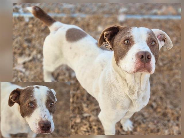SHORTSTACK - American Pit Bull Terrier available for adoption