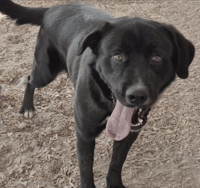 NOBLEMAN - Labrador Retriever available for adoption