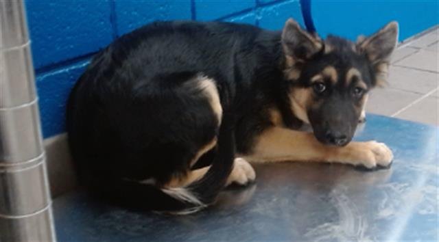 BELLA MAY - German Shepherd Dog available for adoption