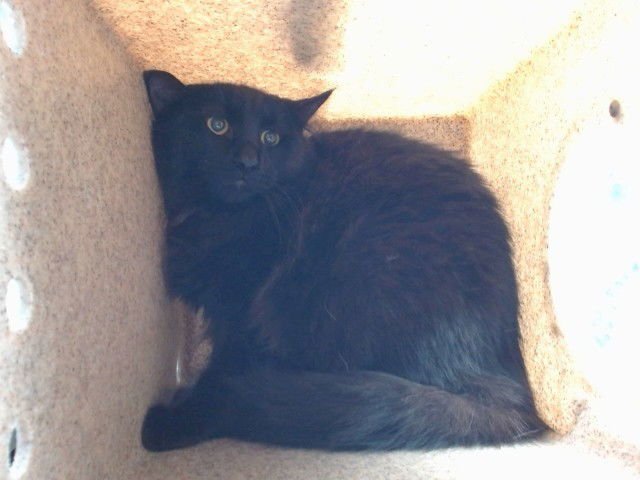 DUSTY - Domestic Long Hair available for adoption