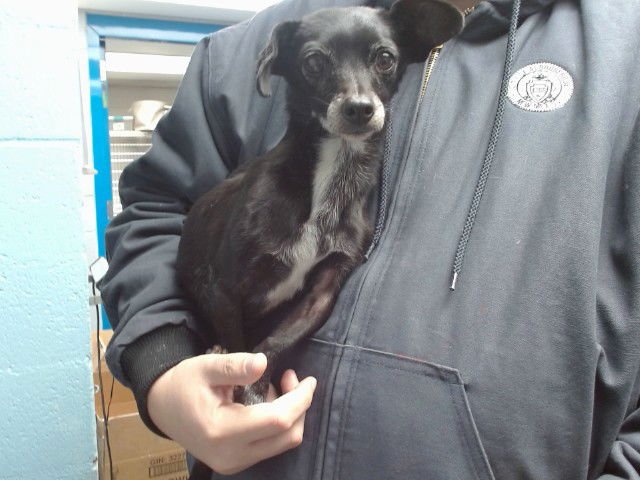 OREO - Chihuahua available for adoption