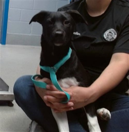 SKYE - Australian Cattle Dog/Blue Heeler available for adoption