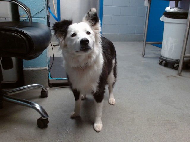 DARLING - Border Collie available for adoption
