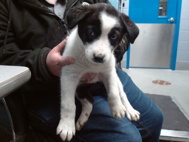 DUNE - Pointer available for adoption