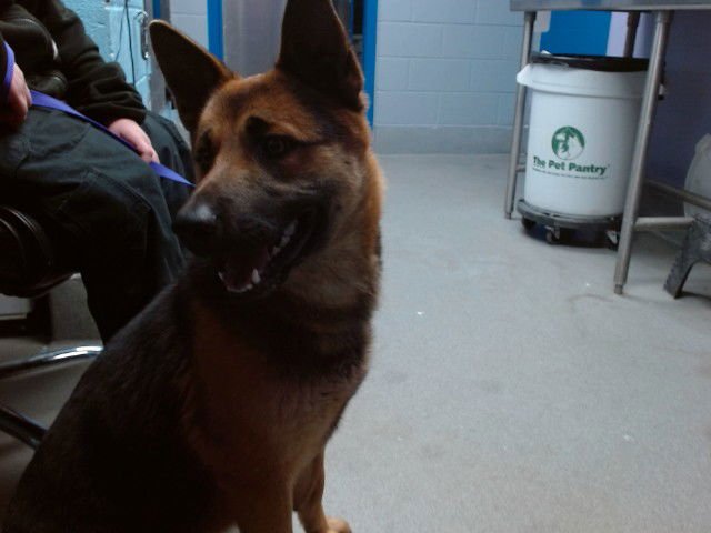 POOHBEAR - German Shepherd Dog available for adoption