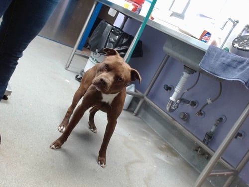 CHACO - American Pit Bull Terrier available for adoption