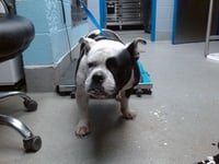 STELLA - Photo 1