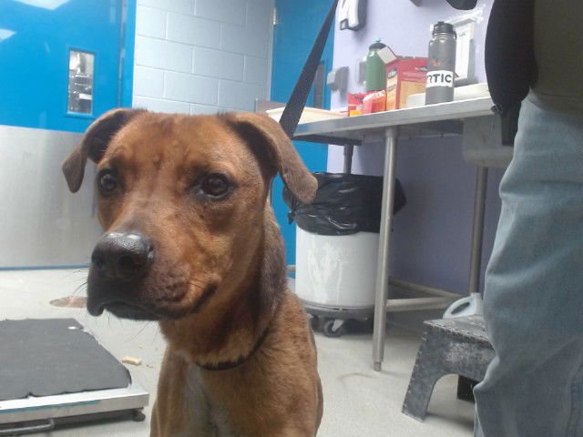 CASEY - American Pit Bull Terrier available for adoption