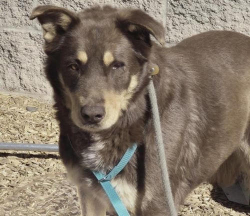 PIRATE - Husky available for adoption