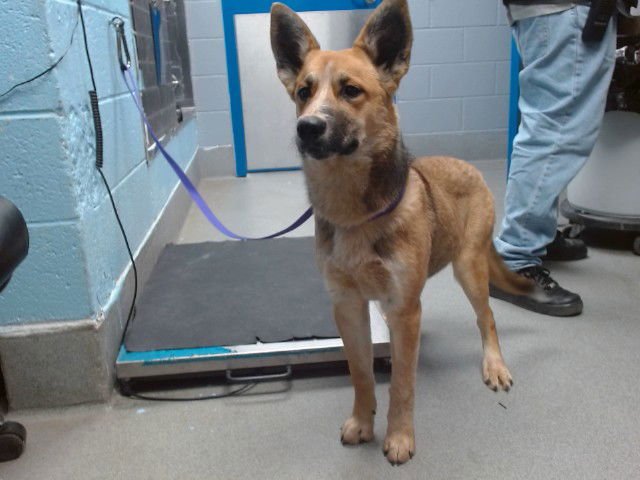 SHASTA - Carolina Dog available for adoption