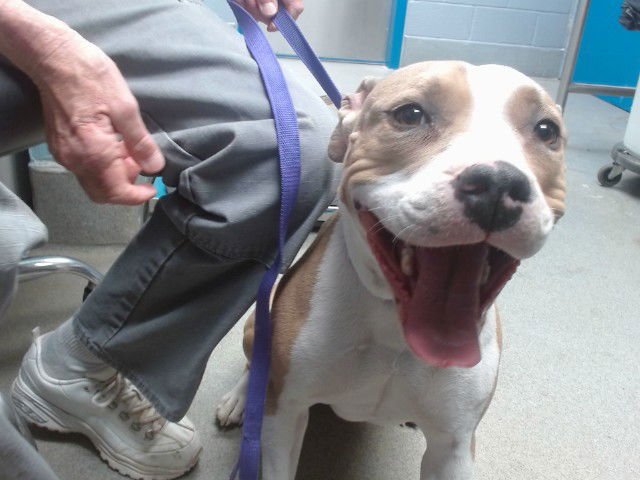 IVY - American Pit Bull Terrier available for adoption