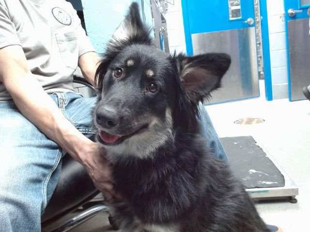 HERMOSA - Australian Shepherd available for adoption