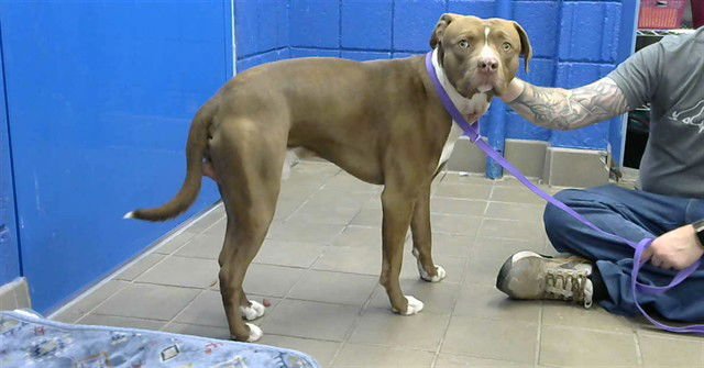 TACO TIM - American Pit Bull Terrier available for adoption