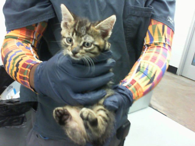 TINY - Domestic Short Hair available for adoption