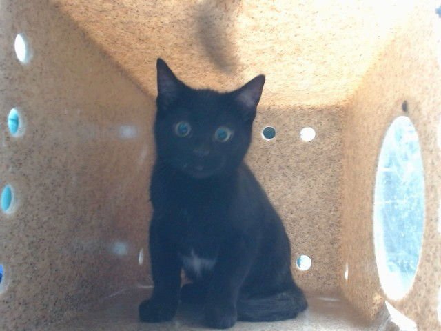 KETTLE - Domestic Short Hair available for adoption