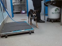 BENNY - Photo 1