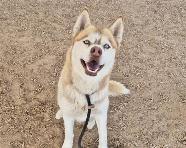 BLUE EYES - Husky available for adoption