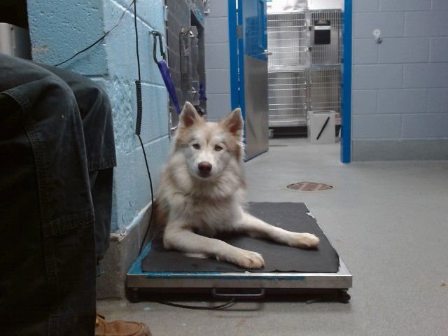 ARTHUR - Siberian Husky available for adoption