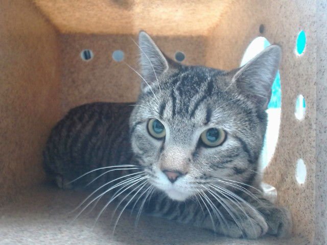 ADAM - Domestic Short Hair available for adoption