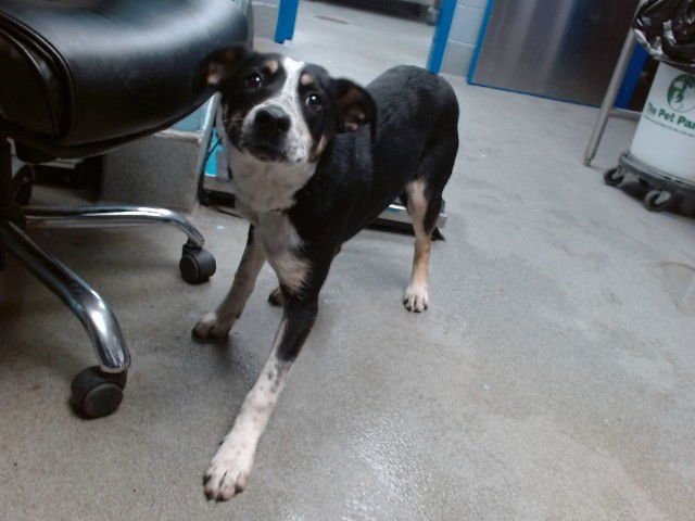 LOUIE - Australian Cattle Dog/Blue Heeler available for adoption