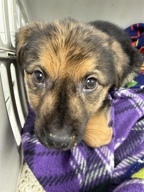 RICHIE - Rottweiler available for adoption