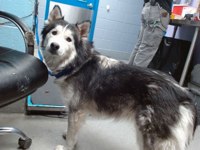 SASHA - Siberian Husky / Husky available for adoption