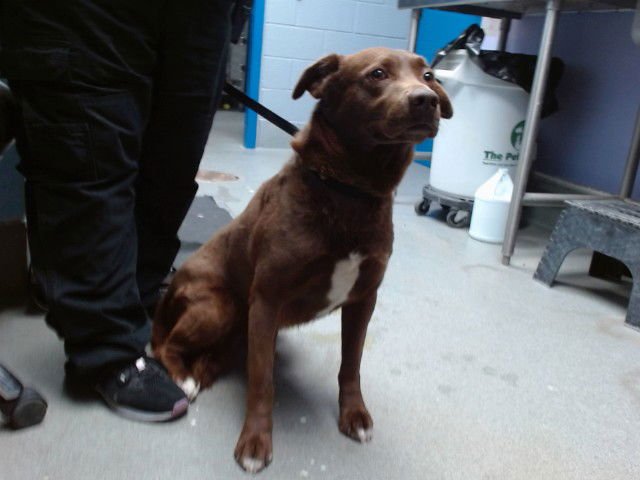 OSO - Labrador Retriever available for adoption