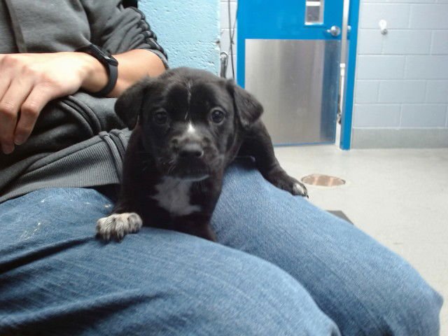 TANNER - Labrador Retriever available for adoption