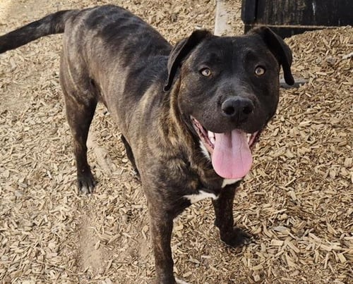 VAQUERO - American Pit Bull Terrier available for adoption