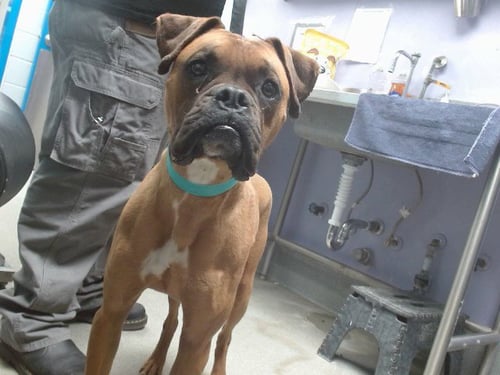 JOHNNY - Boxer available for adoption