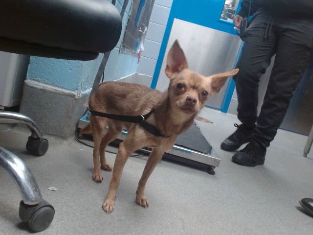 HUBERT - Chihuahua available for adoption