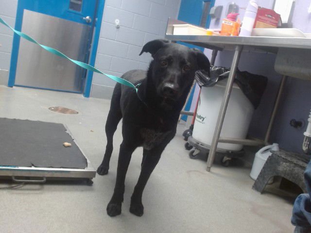 LIL JACK - Labrador Retriever available for adoption