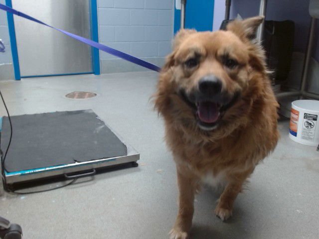 YUKON - Australian Shepherd available for adoption