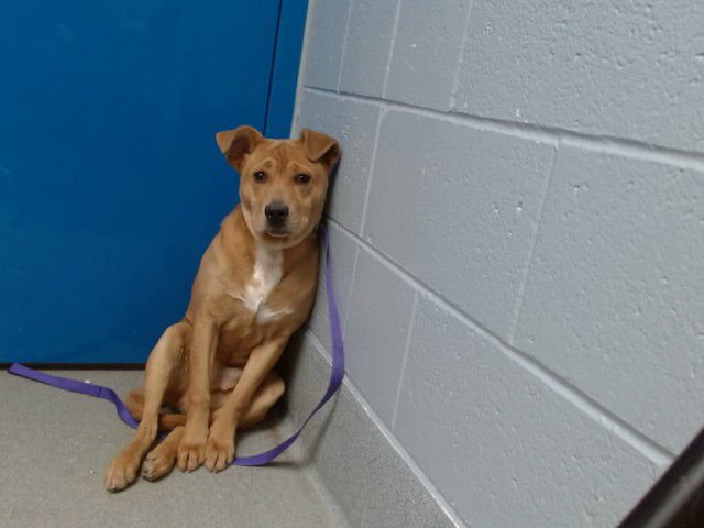 VINNY - Chinese Shar-Pei available for adoption