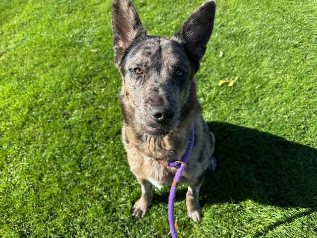SUKI - Catahoula Leopard Dog / German Shepherd Dog available for adoption