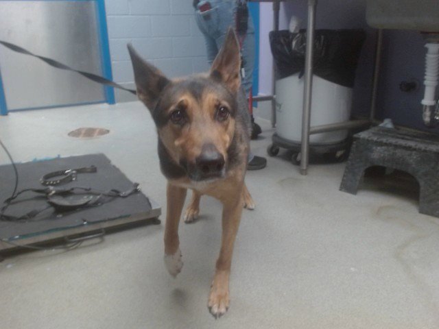 MOOCH - German Shepherd Dog available for adoption