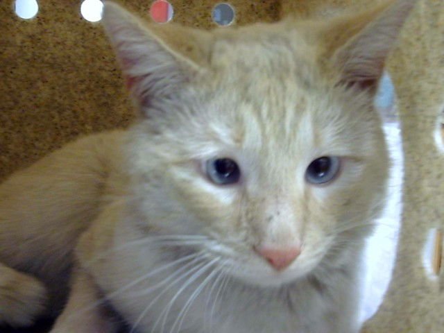 ACE - Domestic Short Hair available for adoption