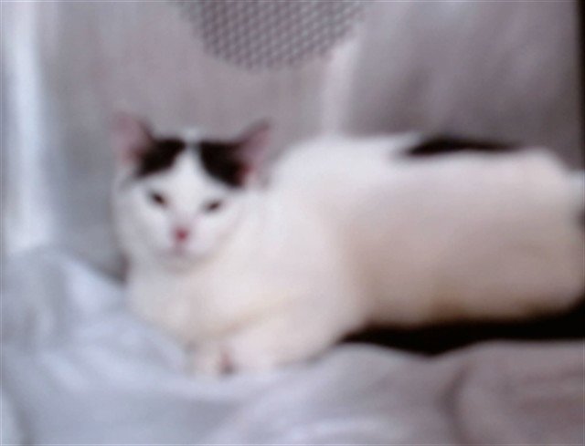 CLOVE Image