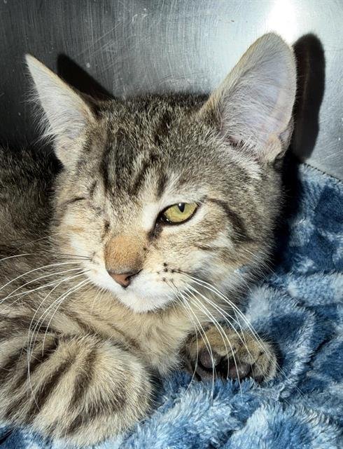 HENRY - Domestic Short Hair available for adoption