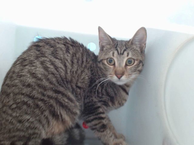 JUNIPER - Domestic Short Hair available for adoption