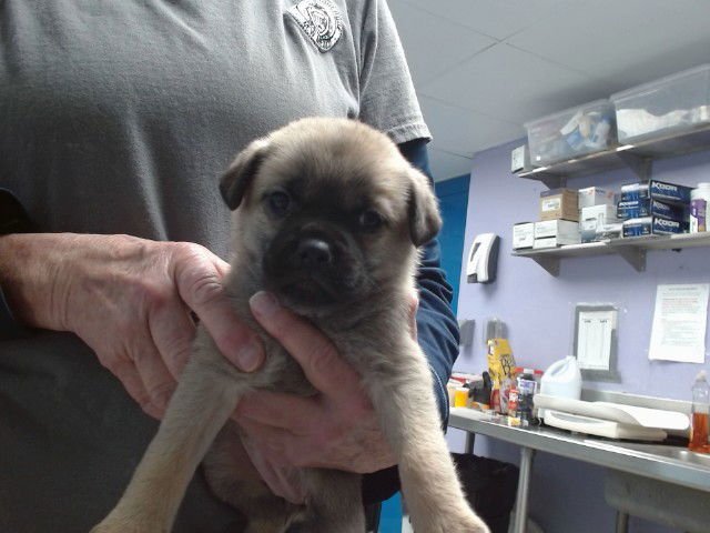 SOFIA - German Shepherd Dog available for adoption